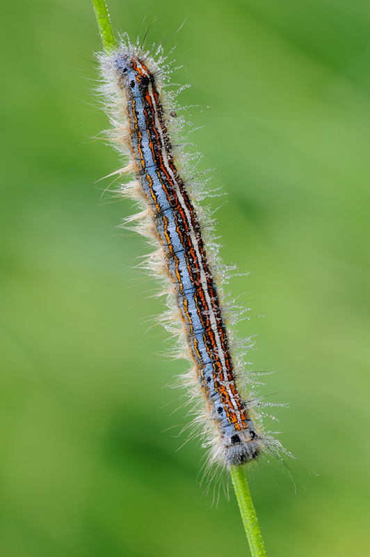 Identificazione bruco